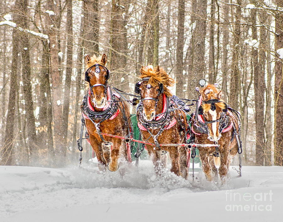 Three Horses Running Photograph by Rod Best