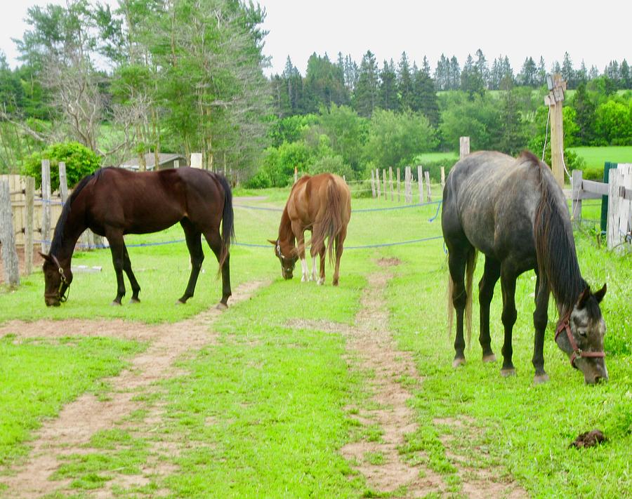 Three Horses Photograph by Stephanie Moore