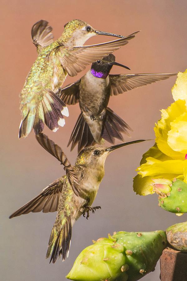 Three Hummingbirds Photograph by Peggy Blackwell