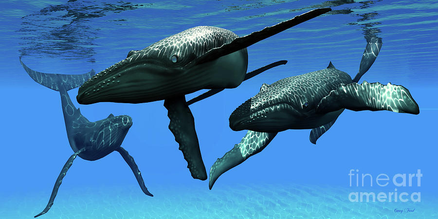 Three Humpback Whales Digital Art by Corey Ford