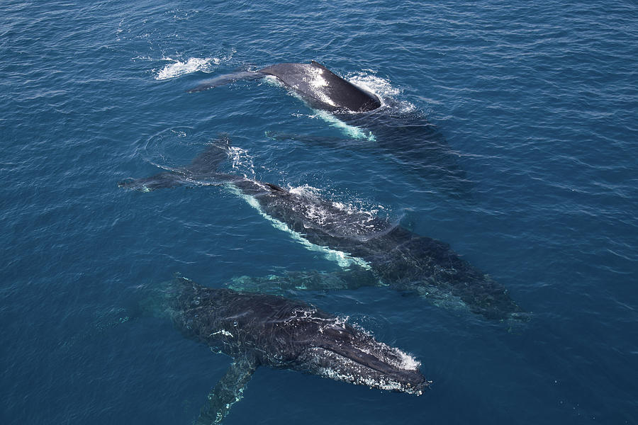 Three Humpbacks Photograph by Robert Mcgillivray | Fine Art America