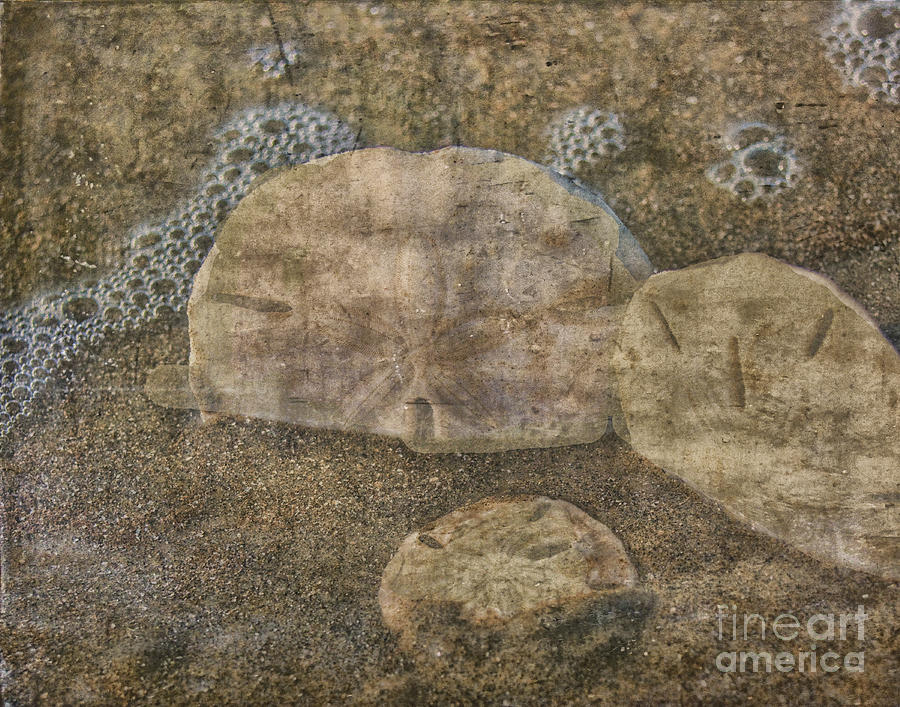 Shell Photograph - Three in the Sand by Barbara Rabek