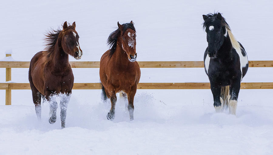 Winter Photograph - Three In The Snow by Omer Vautour