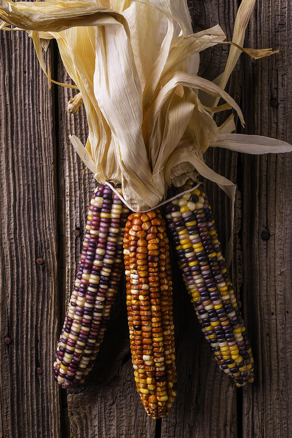 Three indian Corn Photograph by Garry Gay - Pixels