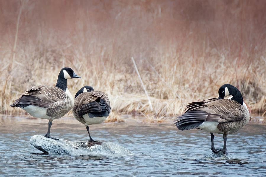 Geese Photograph - Three is a Crowd by Bill Wakeley