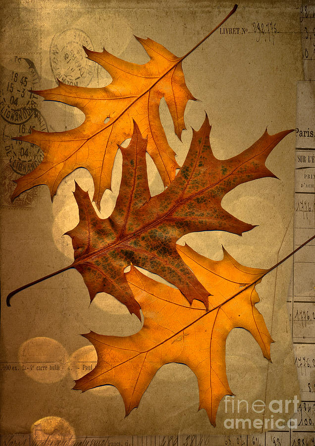 Fall Digital Art - Three by Jan Bickerton