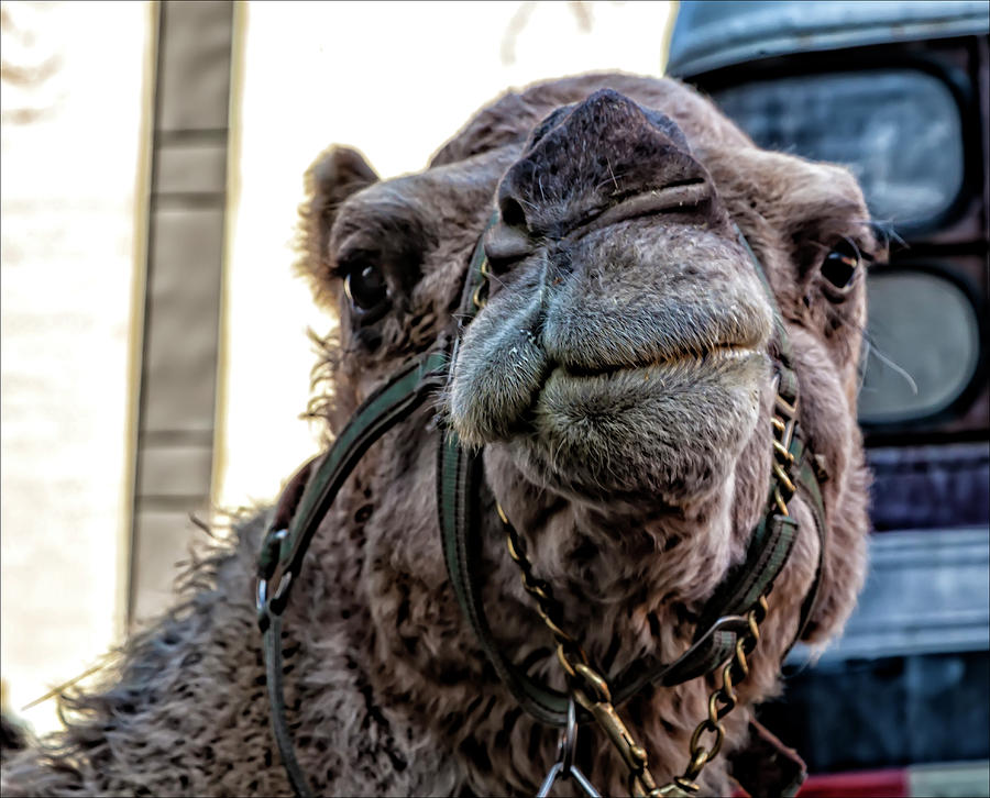 Three King Day Parade El Museo del Barrio 1_6_17 Camel Photograph by Robert Ullmann
