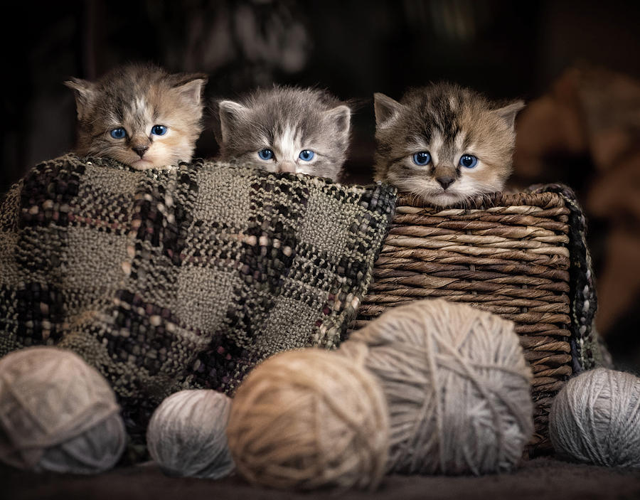 kittens in a basket