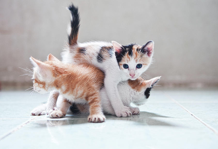 Three Kittens Photograph by Photos by Andy Le Three Kittens Photograph by Photos by Andy Le