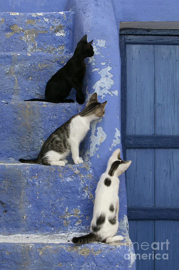 Three Kittens Sitting & Watching Photograph by Jean-Louis Klein & Marie-Luce Hubert