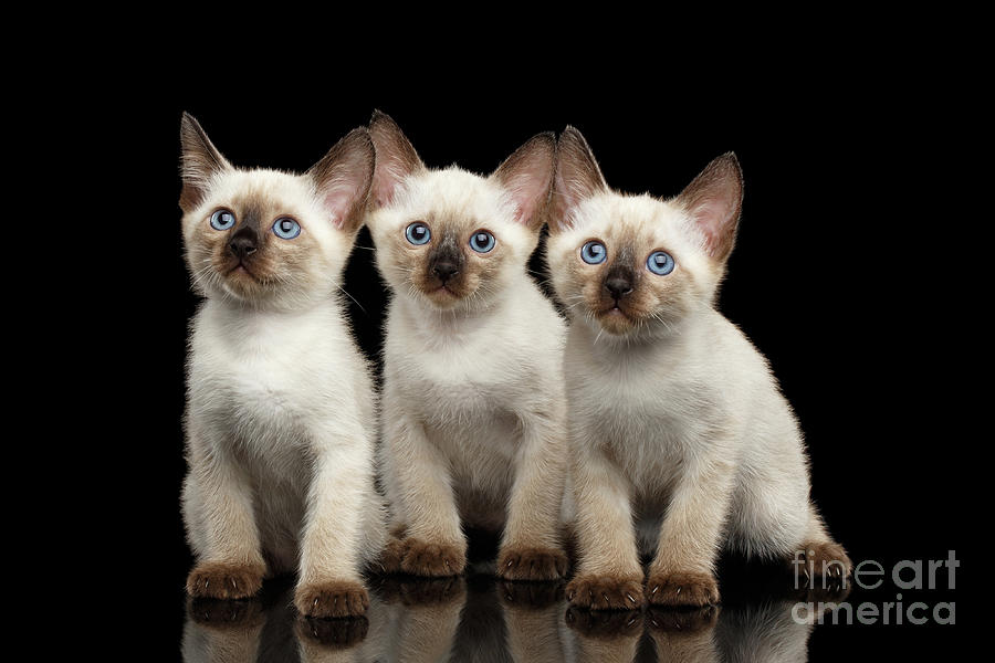 Cat Photograph - Three Kitty of breed Mekong bobtail on black background by Sergey Taran