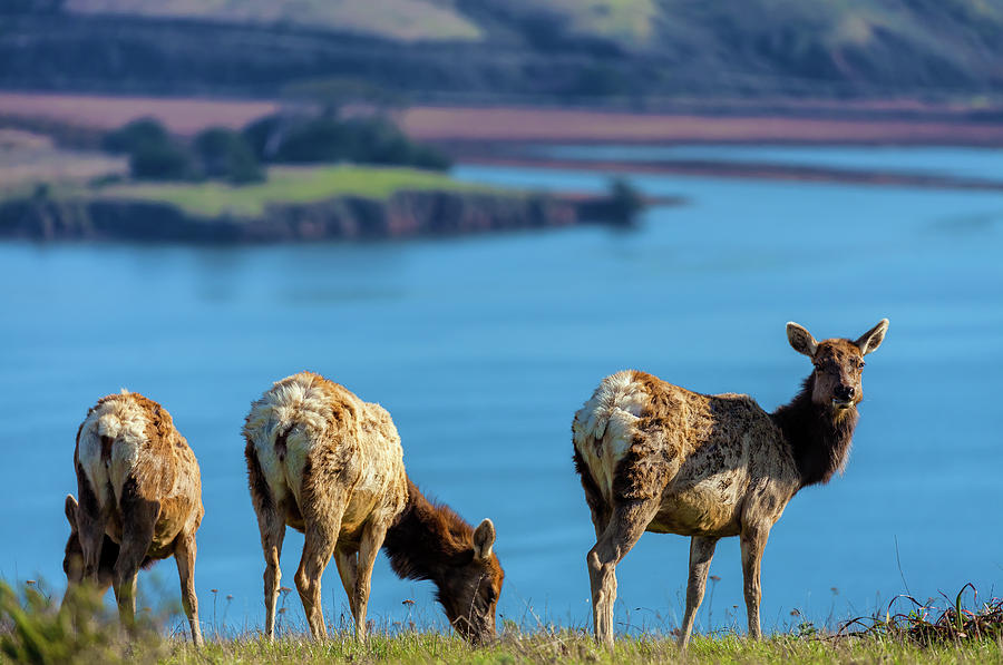 Three Lady Elks Photograph by Jonathan Nguyen