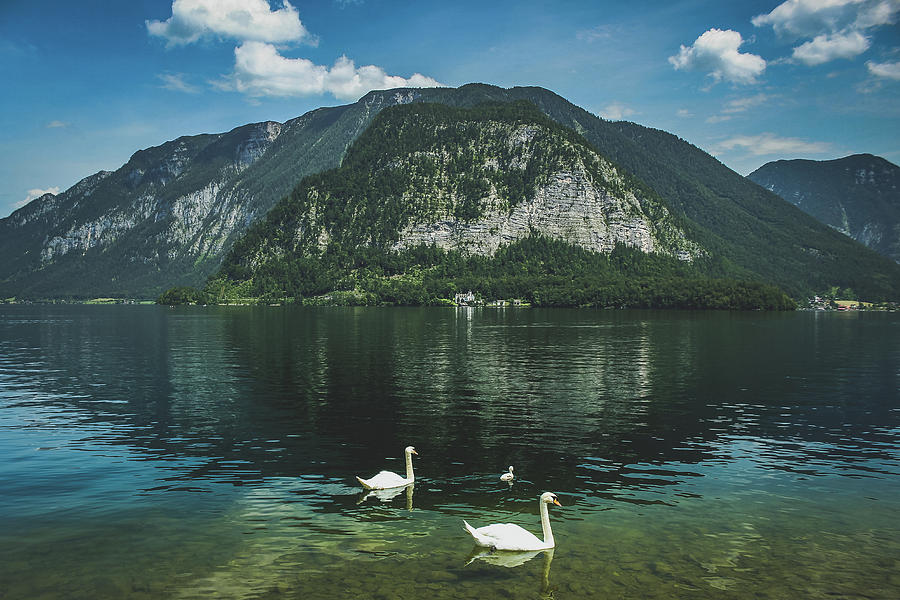 Three Lake Hallstatt Swans Photograph by Andy Konieczny
