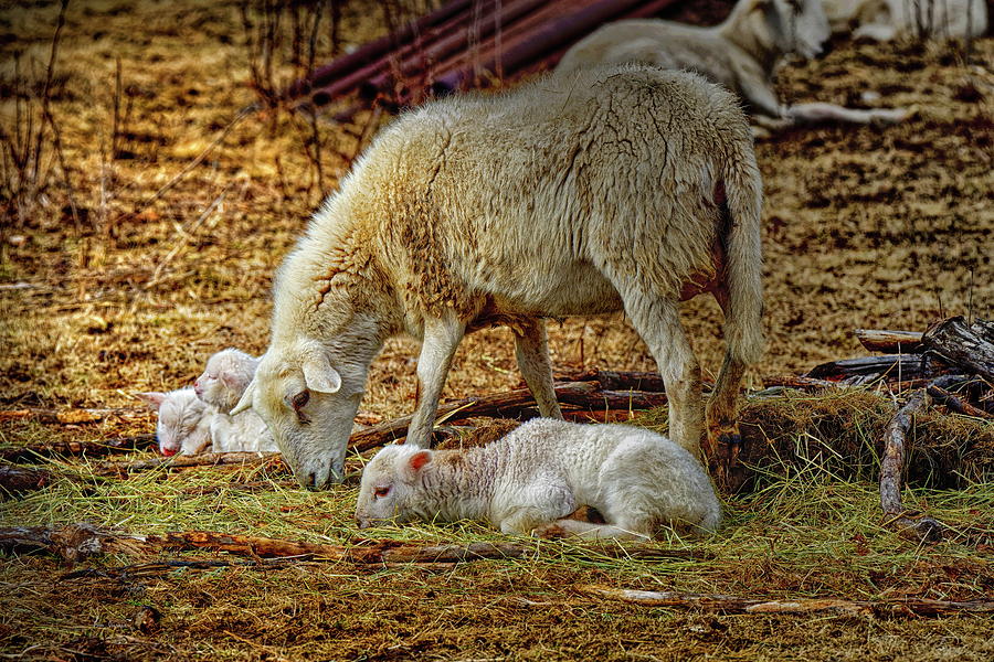 Three Lambs and a Sheep Photograph by Bob Orsillo