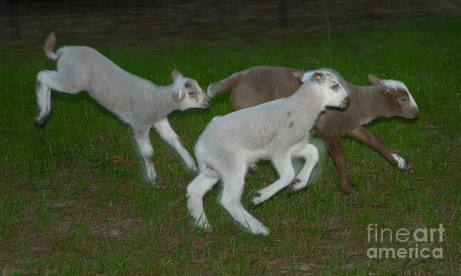 Sheep Photograph - Three Lambs Running 3 by Warren Sarle