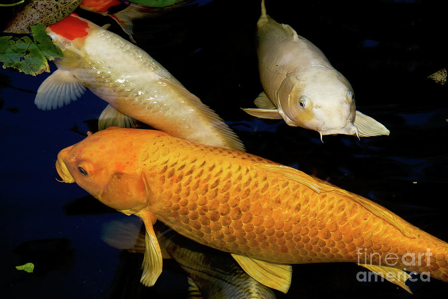 Three Large Koi  Photograph by Sherry  Curry