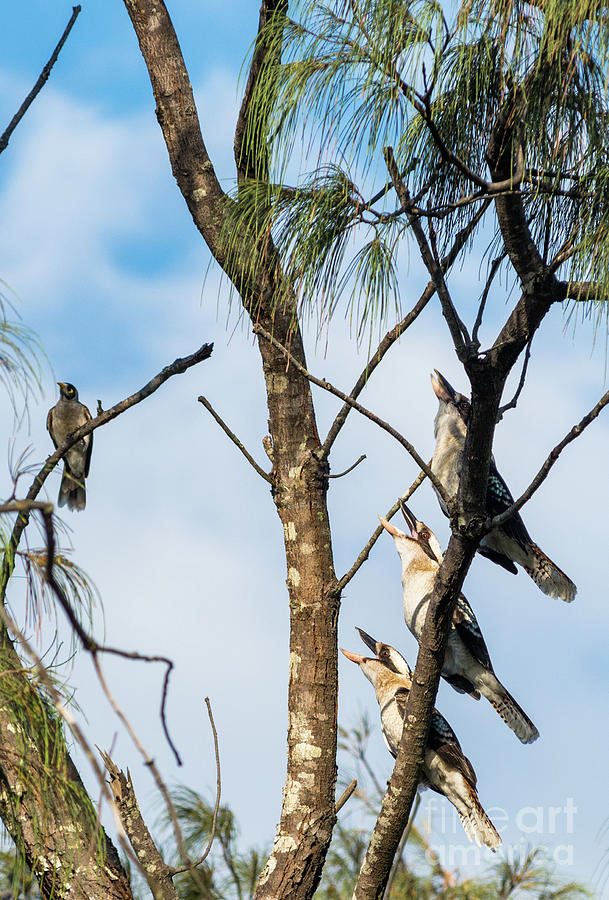 Three laughing Kookaburras Photograph by Andrew Michael