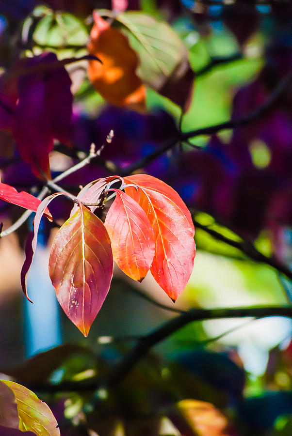 Three Leaves - 9583 Photograph by Gordon Sarti