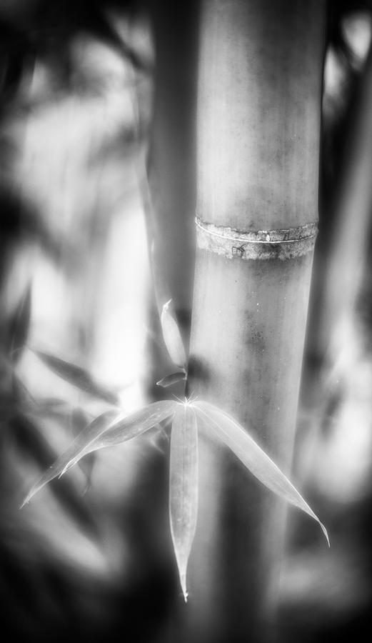 Three Leaves-bw Photograph by Joye Ardyn Durham