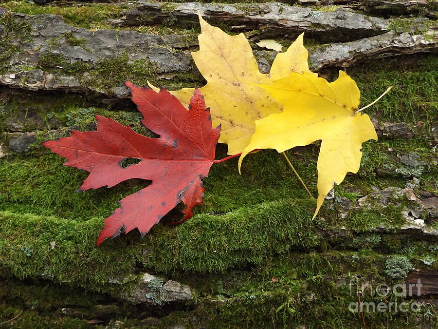 Three Leaves Photograph by Erick Schmidt