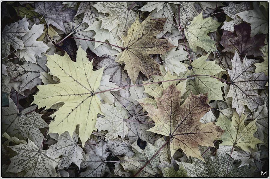 Three Leaves Photograph by John Meader