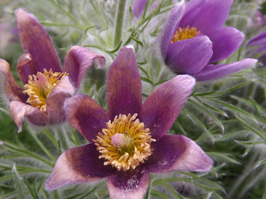 Three Life Stages of Pasque flowers Photograph by Lingfai Leung