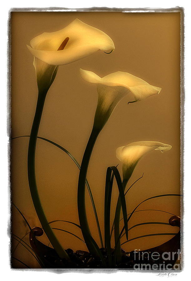 Three Lilies Photograph by Linda Olsen