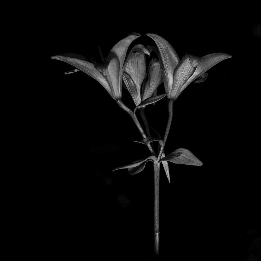 Three Lily's Photograph by Ami Poindexter - Fine Art America