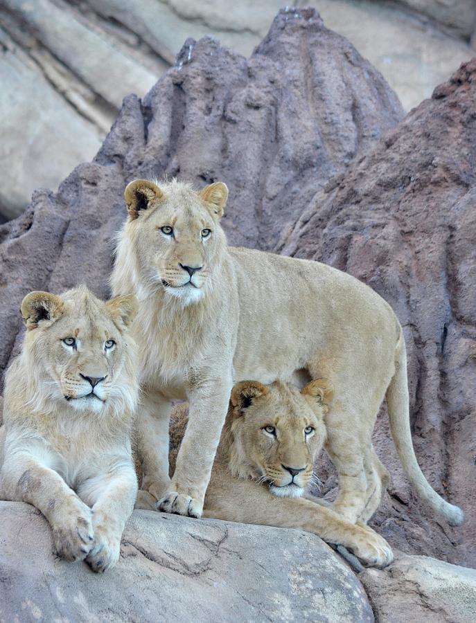 Three Lion Princes Photograph by Richard Bryce and Family