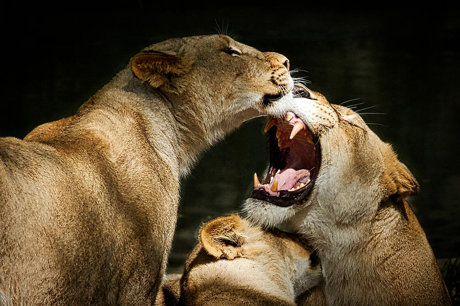 Three Lions Playing Photograph by Stuart Litoff