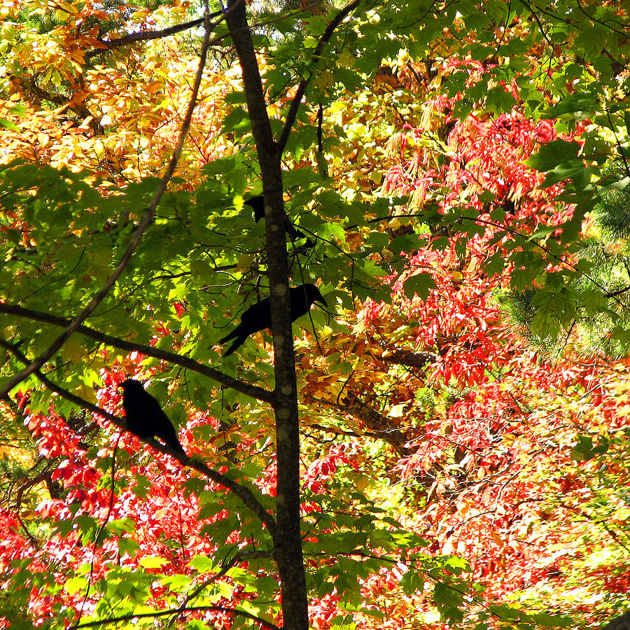 Blackbird Photograph - Three Little Blackbirds In Autumn by Sabrina Wheeler