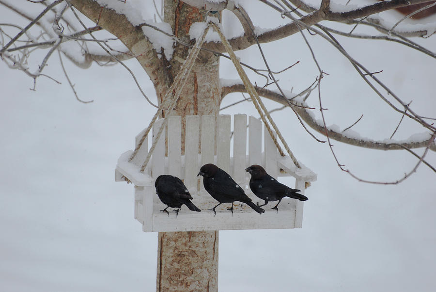 Three Little Blackbirds Photograph by Lori Tambakis