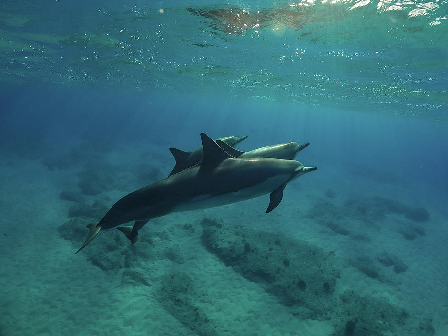 Three Little Dophins Photograph