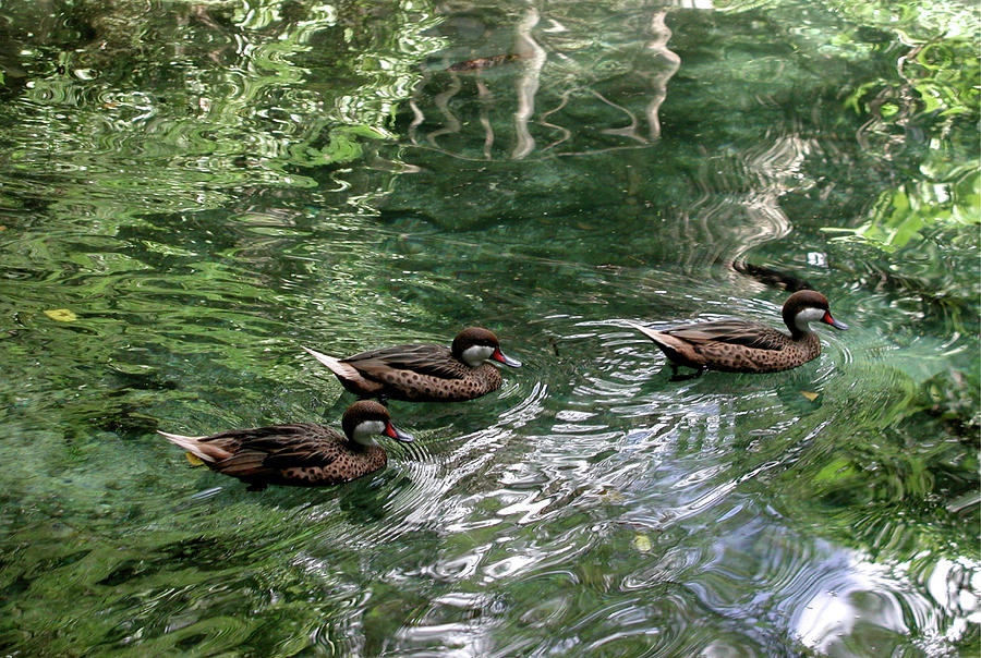 Three Little Ducks Photograph by Angel Bentley
