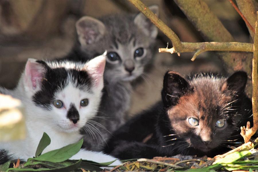 Cat Photograph - Three Little Kittens by Mary Ann Artz