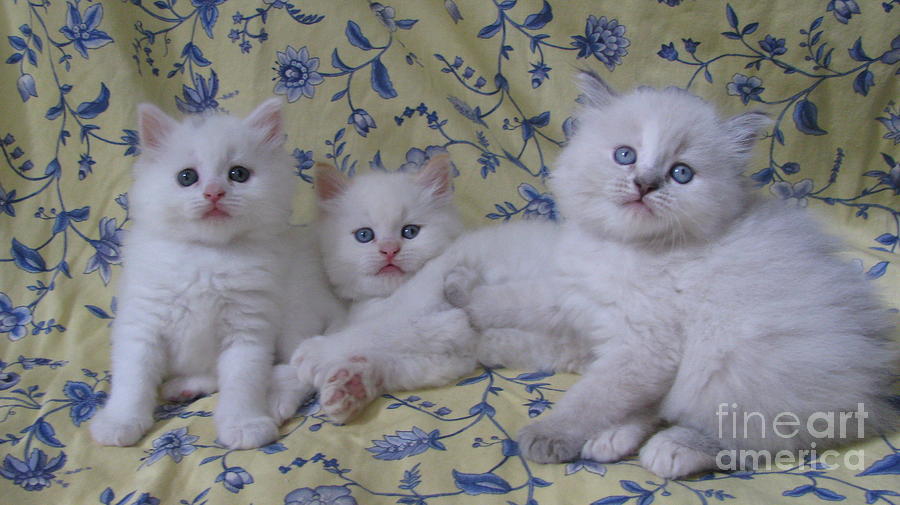 Three Little Kittens SilkTapestryKittensTM Photograph by Pamela Benham