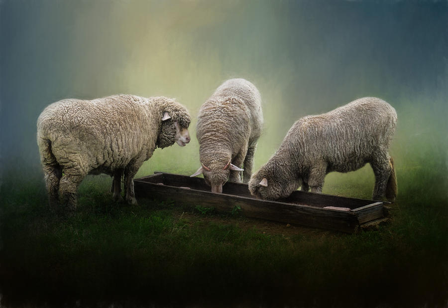 Three Little Lambs Photograph by David and Carol Kelly