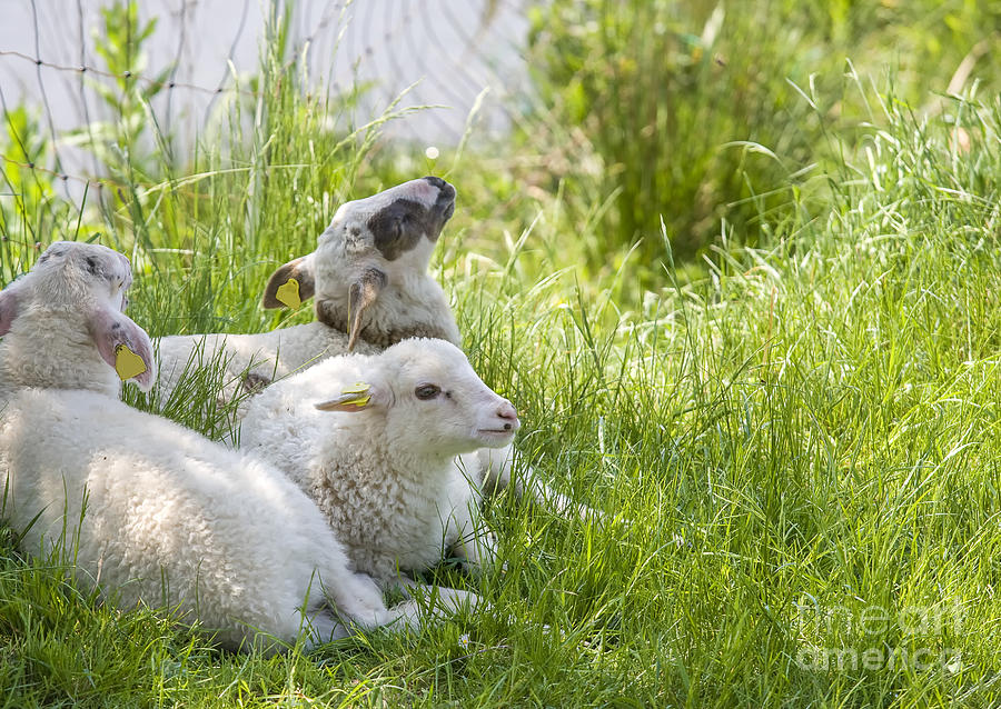 Three little lambs in spring grass Photograph by Patricia Hofmeester