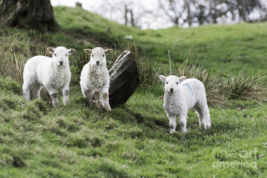 Three Little Lambs Photograph by Steve Purnell