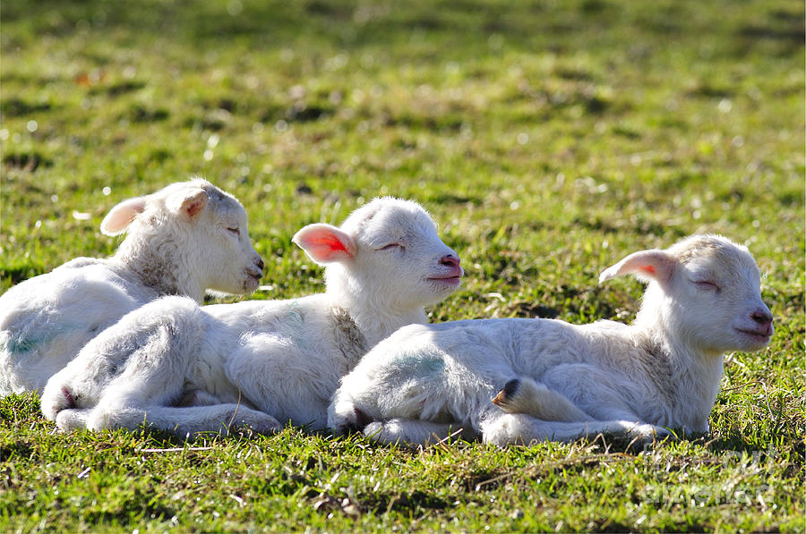 Lamb Photograph - Three Little Lambs by Thomas R Fletcher