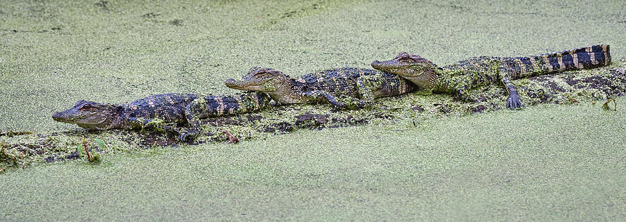 Three Little Piggys - ahhh... gators Photograph by Bill Chambers