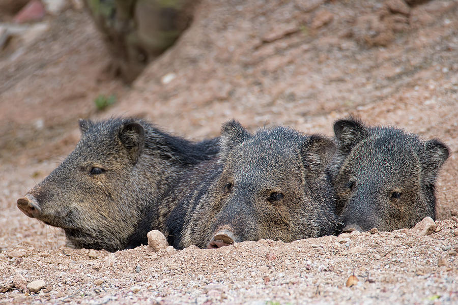 Three Little Pigs Photograph by Dan McManus