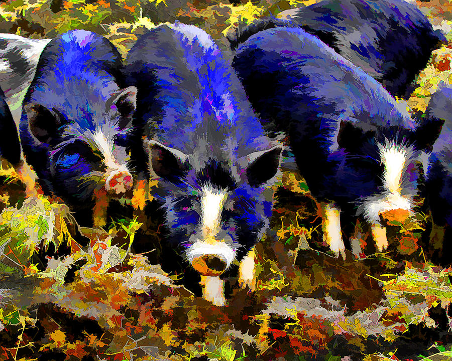 Three Little Pigs Photograph