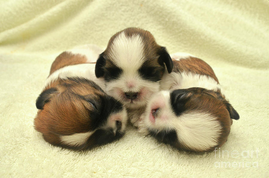 little puppies little puppies
