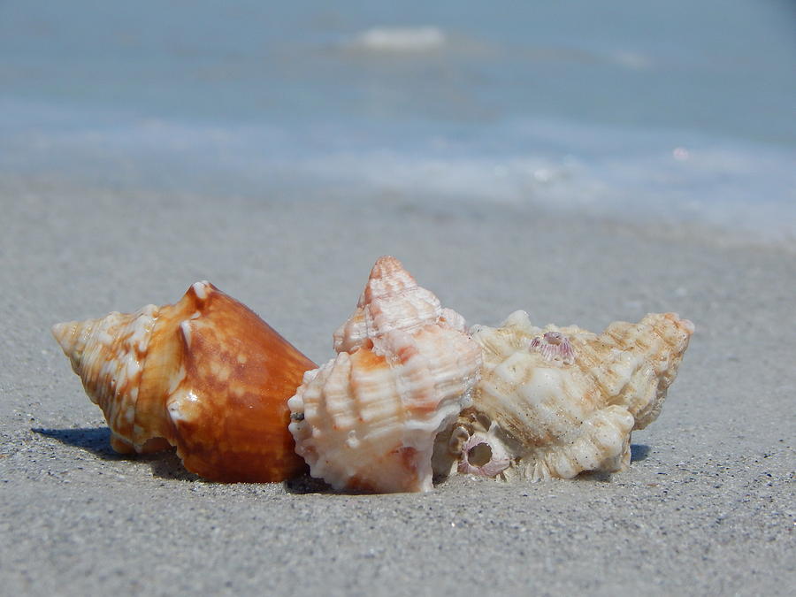 Three Little Shells in The Surf Photograph by Melissa Gallant - Fine ...