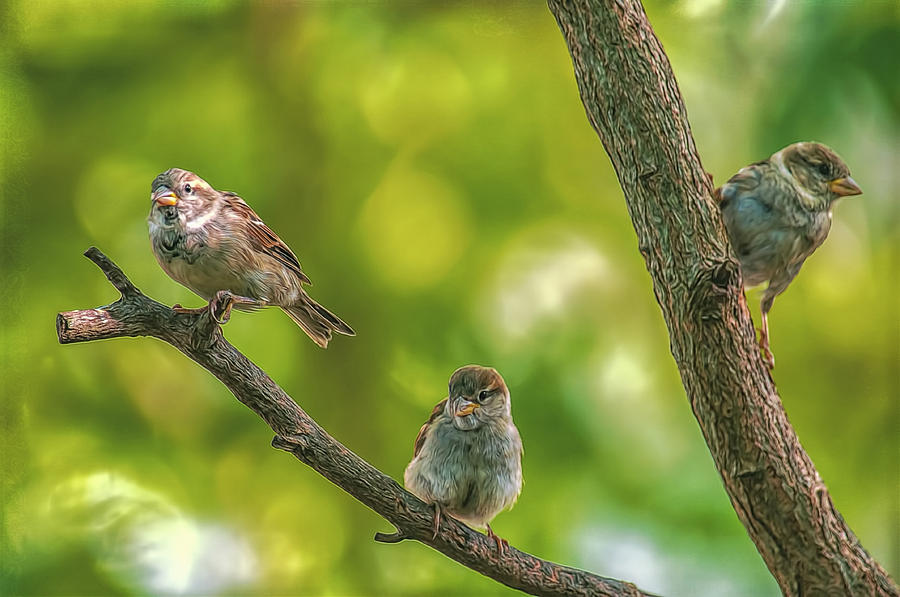 Three Little Sparrows Photograph by Cathy Kovarik
