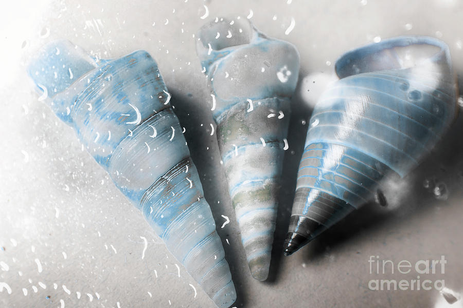 Three little trumpet snail shells over gray Photograph by Jorgo Photography