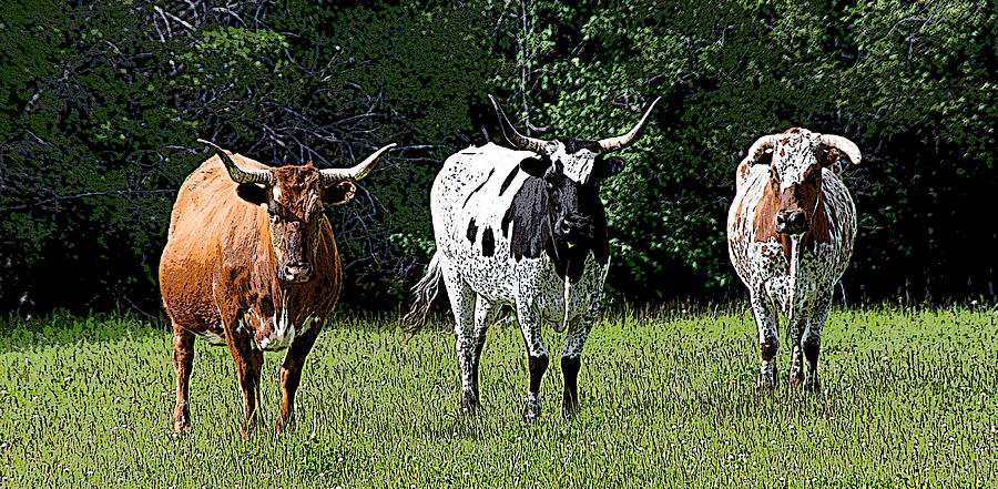 Three Longhorn Cows Photograph by Debra Baldwin
