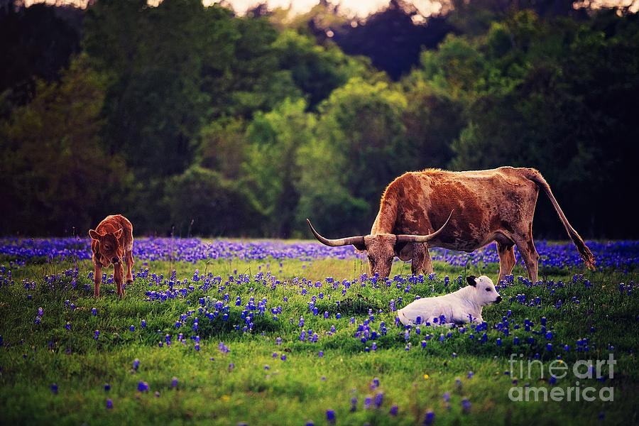 Three Longhorn In A Field Of Blue Photograph