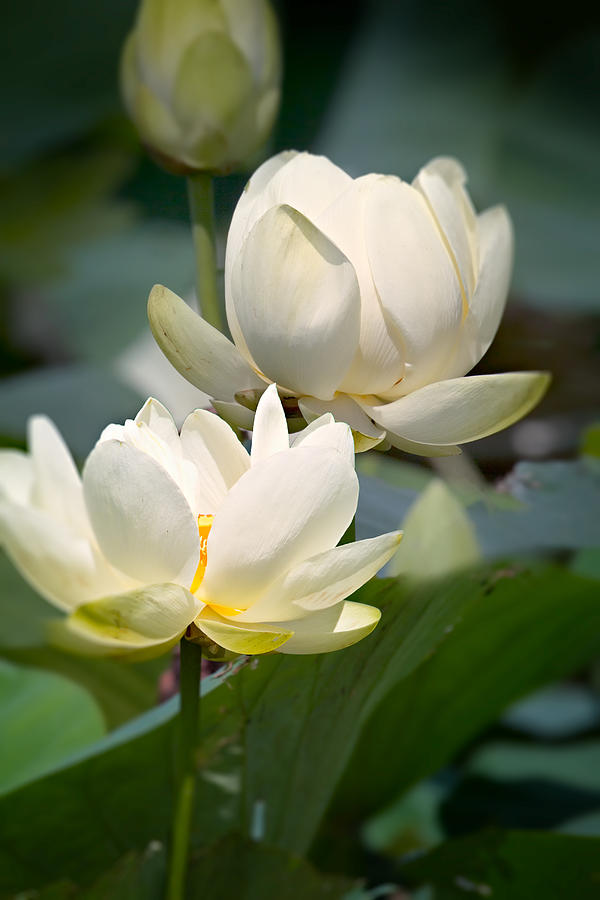 Three Lotus Flowers Photograph by Mary Almond